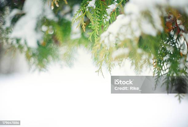 凍った松の枝 - アウトフォーカスのストックフォトや画像を多数ご用意 - アウトフォーカス, クローズアップ, テクスチャー効果