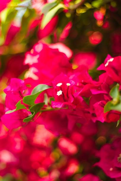istock Cayman Islands Nature 1796479723