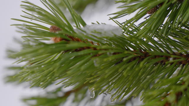 SLO MO Closeup of Water Drops From Melting Snow Over Conifer Tree in Forest, Dolomites