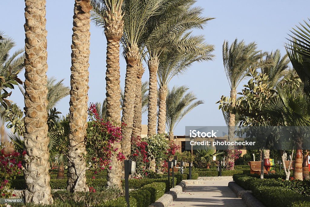 allee of palms - Foto stock royalty-free di Acqua