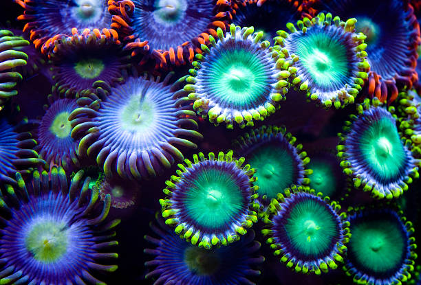 This is a colony of zoanthid corals stock photo