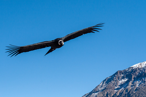 condor flying at Colca canyon