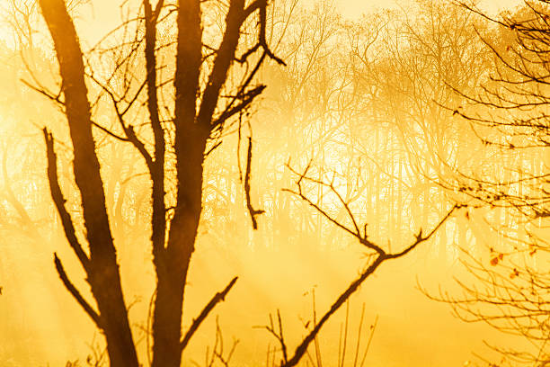 nevoeiro na floresta ao nascer do sol - great smoky mountains great smoky mountains national park tree group of objects - fotografias e filmes do acervo