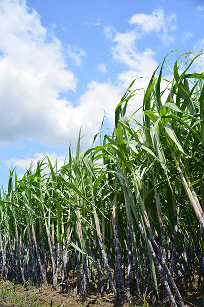 sugar cane stock photo