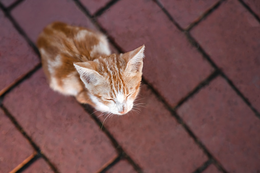 Small homeless red and white kitten lies on passerby path with its eyes closed