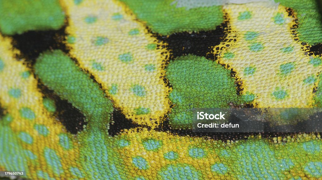 chameleon skin Chameleon skin texture  macro background. Iguana Stock Photo