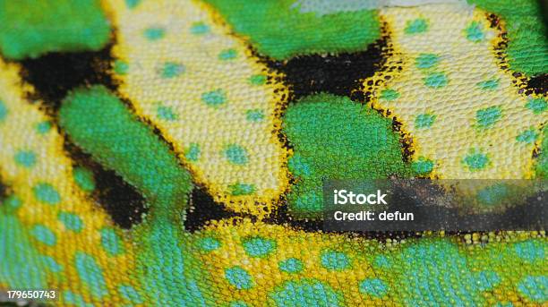Chameleon Skin Stock Photo - Download Image Now - Iguana, Chameleon, Textured
