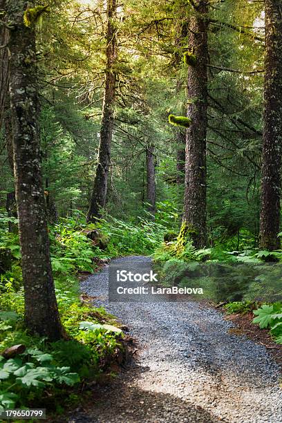 Tundra Floresta - Fotografias de stock e mais imagens de Alasca - Alasca, Verão, Ao Ar Livre
