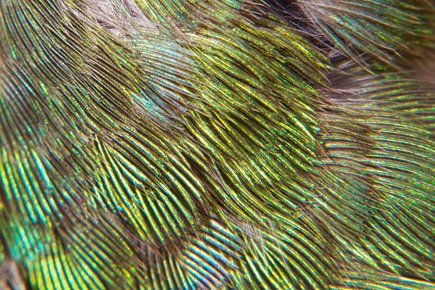 istock Hummingbird Feather Detail 179650904