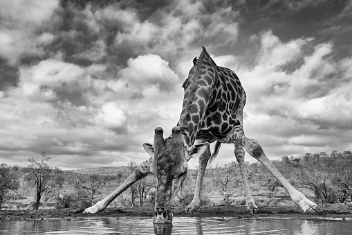 Giraffe bending down to have a drink at a small waterhole