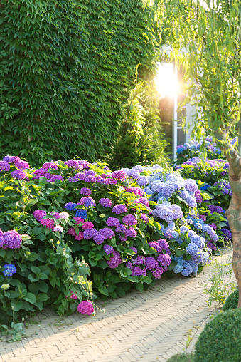 Blue, pink hydrangea flowers are blooming in summer in town garden heads in the sunlight. Beautiful garden with hydrangeas. Aesthetic path near the house.