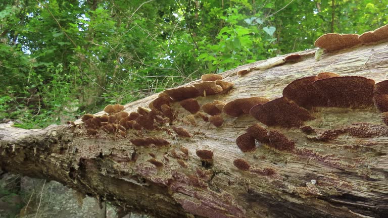 Mushroom on old log