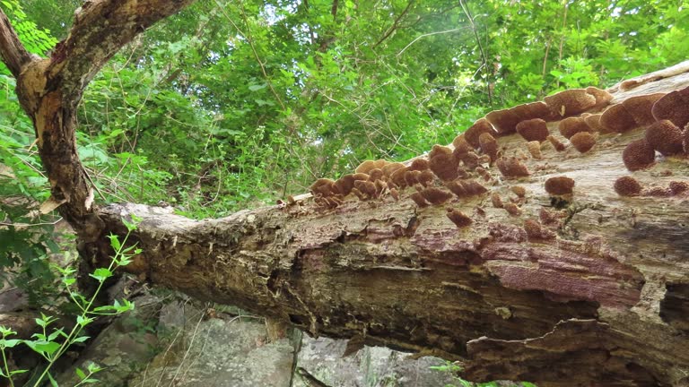 Mushroom on old log