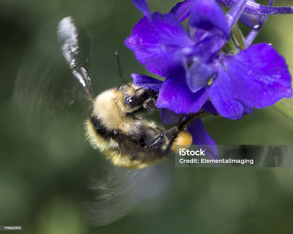 Macro de insectos American Bumble Bee (Bombus pensylvanicus) Pollinating flor - Foto de stock de Abeja libre de derechos