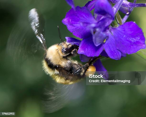 Macro De Insectos American Bumble Bee Pollinating Flor Foto de stock y más banco de imágenes de Abeja
