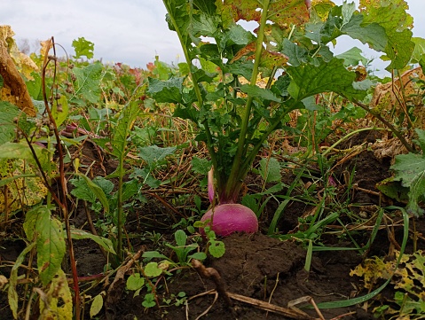 A red vegetable grows in the field. Growing turnips in the garden. Agriculture and turnip cultivation.