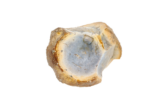Flint nodule with mussel inclusion. Fossil. on white isolated background