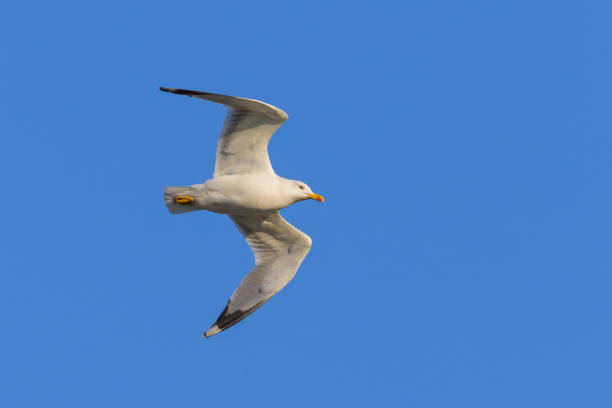 istock A yellow legged gull flying on a sunny day in spring 1796535984