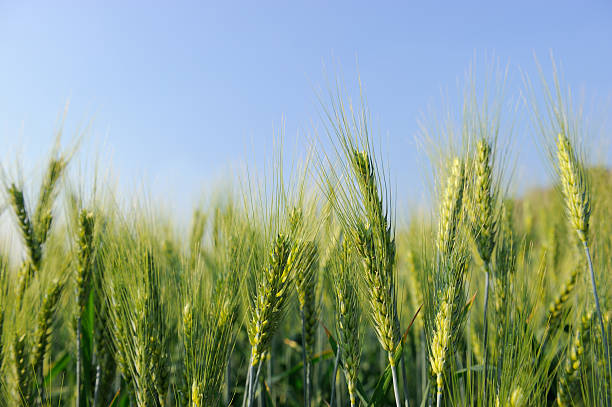 보리 - non urban scene barley cereal plant straw 뉴스 사진 이미지