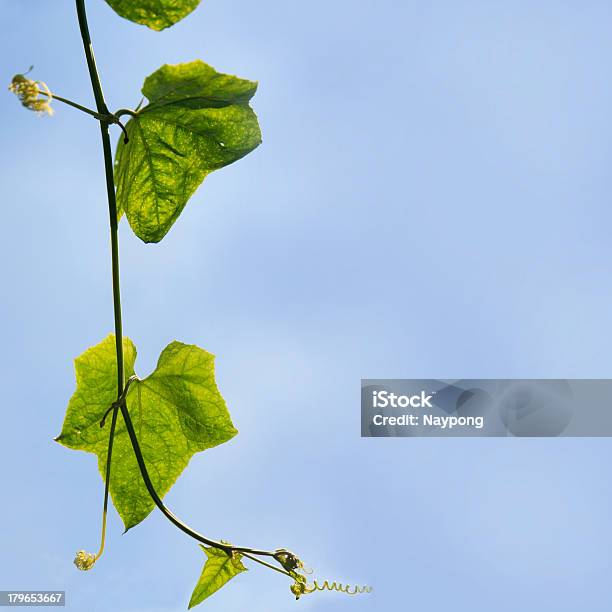 Ivy Su Blue Sky - Fotografie stock e altre immagini di Albero sempreverde - Albero sempreverde, Bagnato, Botanica