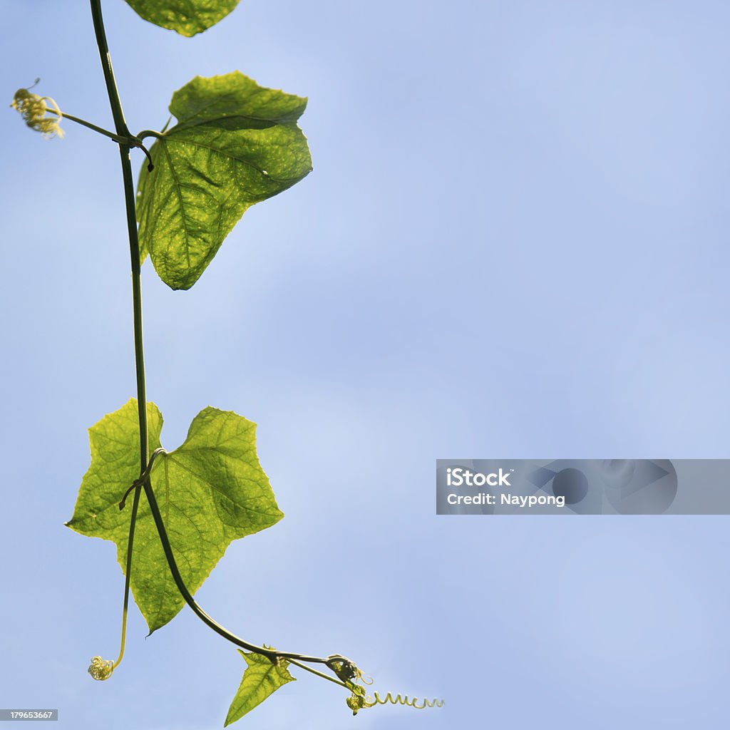 Ivy no céu azul - Foto de stock de Botânica - Assunto royalty-free