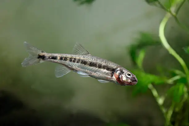 Photo of Minnow, Phoxinus