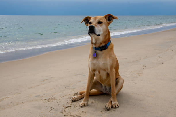 istock Older Dog Sitting at the Beach 1796537113