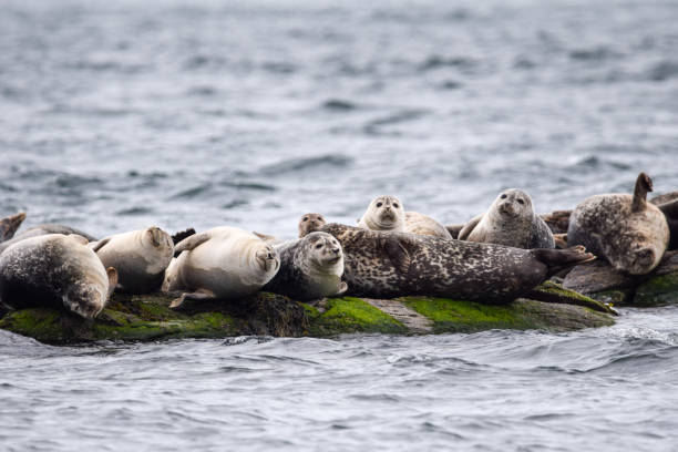 Harbor Seals Beached on a Flat Rock in Newport, RI