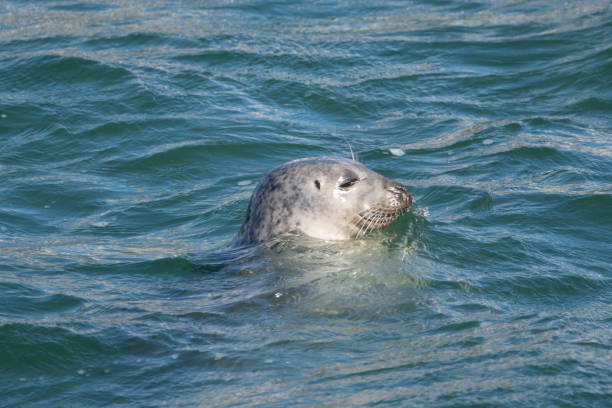 Gray Seal in the Water
