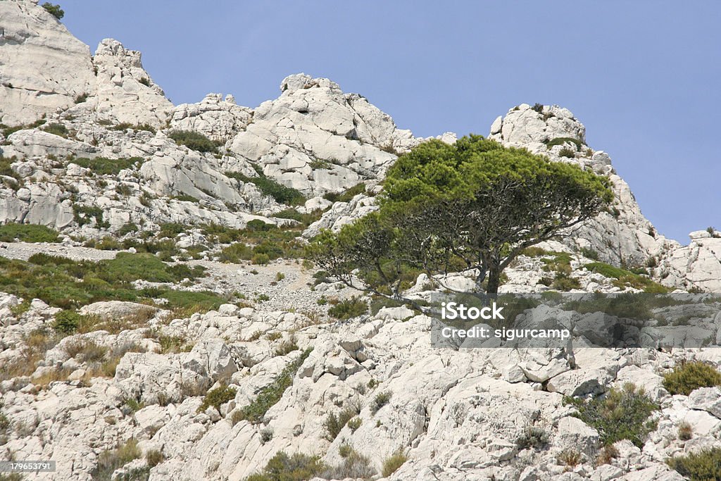 Pine tree in the calanques of Marseille, french riviera, France. Pine tree in the calanque of sormiou between Marseille and Cassis. Bay of Water Stock Photo