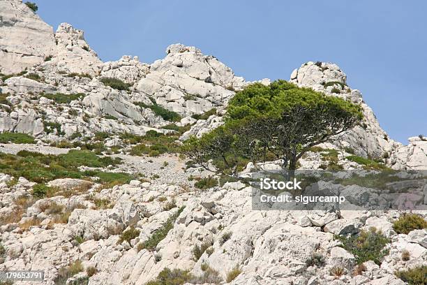 Pine Tree In The Calanques Of Marseille French Riviera France Stock Photo - Download Image Now