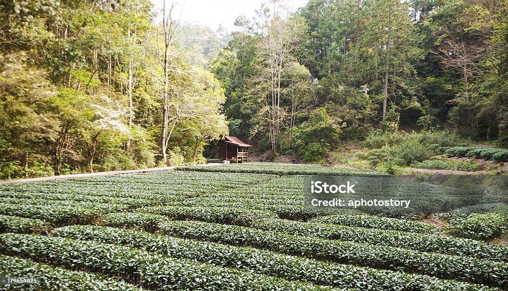 plantation de thé dans les montagnes Wuyi - Photo de Agriculture libre de droits