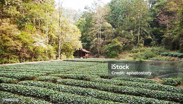 Photo libre de droit de Plantation De Thé Dans Les Montagnes Wuyi banque d'images et plus d'images libres de droit de Agriculture - Agriculture, Arbre, Asie
