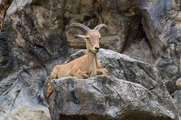 istock Close one's eyes Goat on the stone 179654165