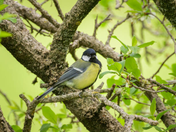 istock A great tit sitting on a twig 1796544345