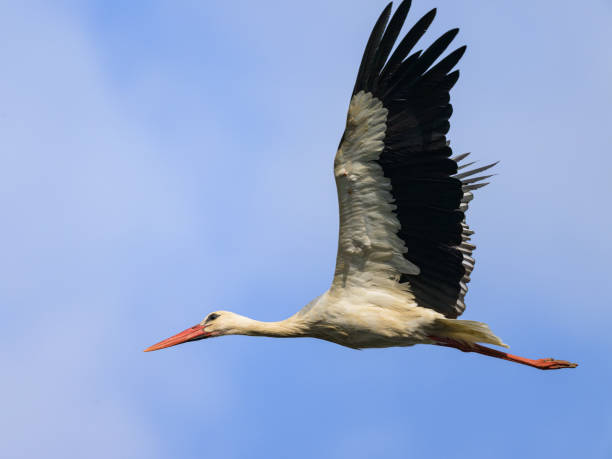 istock A White Stork flying on a sunny day in autumn 1796544742