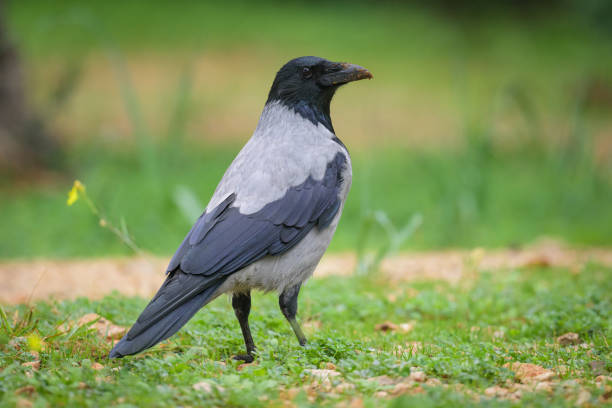 istock A carrion crow walking in a meadow on a cloudy day in spring 1796548066