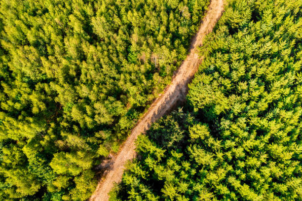 istock a lush green healthy forest with a path in it from above 1796548089