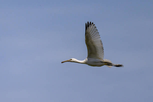 istock A flying spoonbill on a sunny day in summer 1796548090