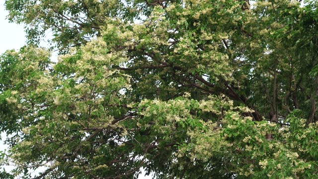 Plant of Dalbergia latifolia