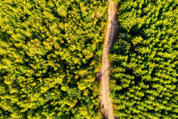 istock a lush green healthy forest with a path in it from above 1796549673