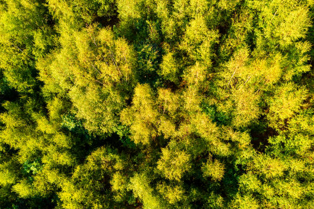 istock a lush green healthy forest from above 1796549688