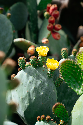 Blooming Opuntia - Close up Photo of Cactus with Flowers