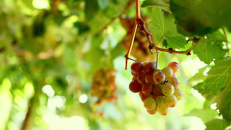Grapes are ripening on the tree.