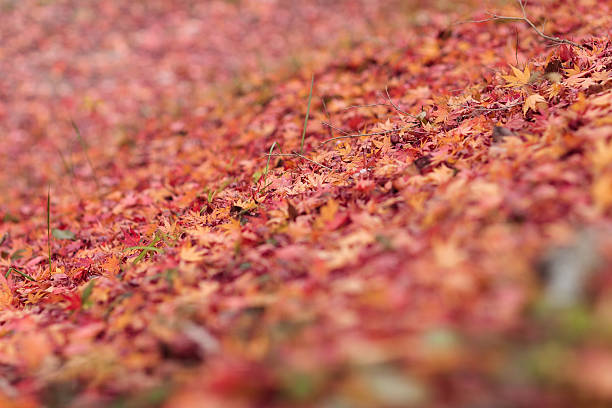 Tapis de feuilles d'automne - Photo