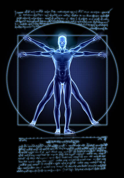 Vitruvian Man Human body of a Vitruvian man for study 3d human muscle stock pictures, royalty-free photos & images
