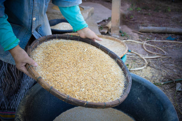 istock Farmer hands holding winnowing basket with rice and husk. 1796572571