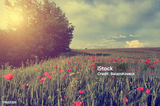 Vintage Photo Of Poppy Field In Sunset Stock Photo - Download Image Now - Agricultural Field, Agriculture, Backgrounds