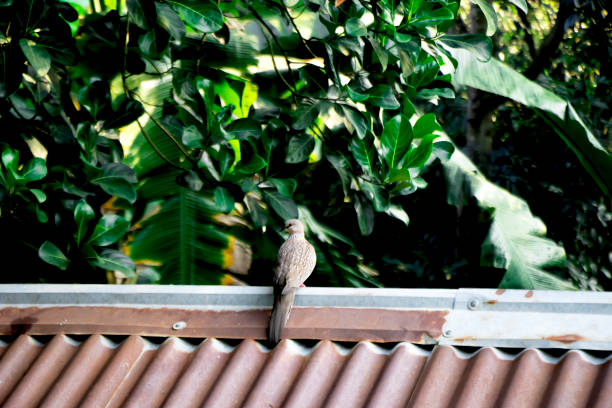 istock A bird is sitting in the nature 1796576367