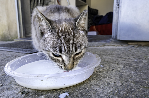 Detail of cat abandoned eating, animal protection and care, volunteering